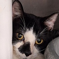adopt-pet