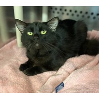 adopt-pet
