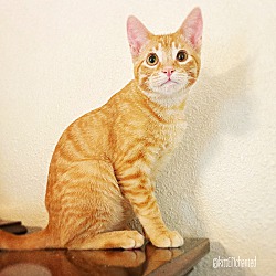 Thumbnail photo of Cheddar #3