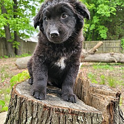 Thumbnail photo of Bear~adopted! #2