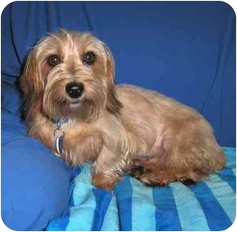 yorkie doxie mix