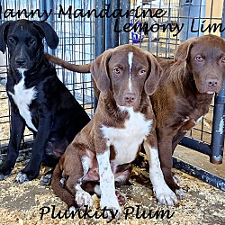 Thumbnail photo of Plunkity Plum~adopted! #2