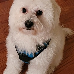 Photo of Teddy