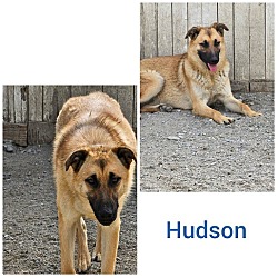 Photo of Hudson