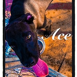 Thumbnail photo of Ace #3