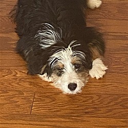 Photo of Cesar/ADOPTED