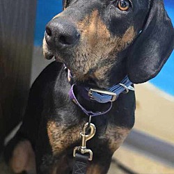 Thumbnail photo of Sarah the Coonhound #2