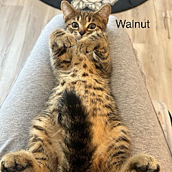 Thumbnail photo of Walnut #2