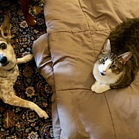 adopt a pet