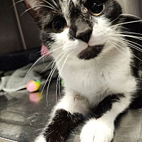 adopt a pet
