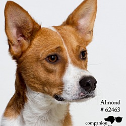 Thumbnail photo of Almond #1