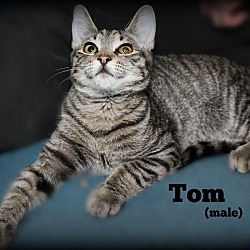 Thumbnail photo of Tom #4