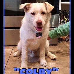 Thumbnail photo of Colby #1