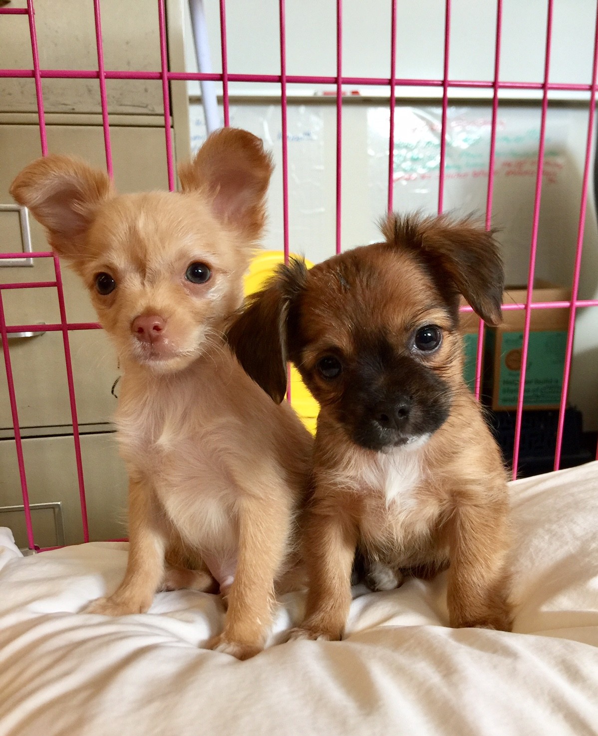 chihuahua with mohawk