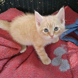 Thumbnail photo of Squeekers--adopted!! #1