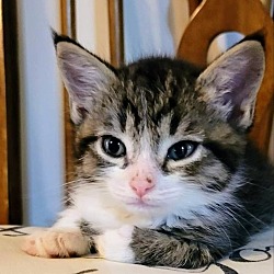 Photo of Arlo Kitten