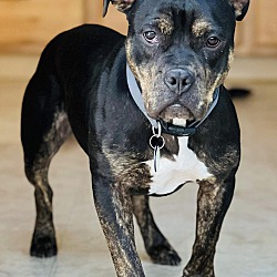 Photo of Mocha-ADOPTED