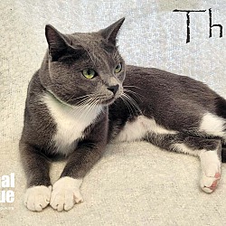 Thumbnail photo of Theo #4