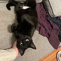 adopt a pet