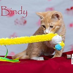Thumbnail photo of Bindy #3