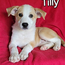 Thumbnail photo of Tilly #2