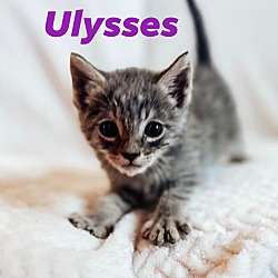 Photo of Ulysses