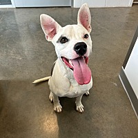 adopt a pet