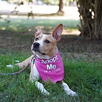adopt a pet