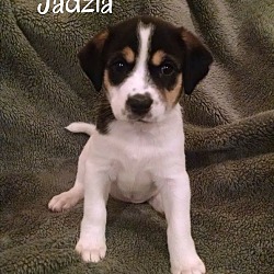 Thumbnail photo of Jadzia #1