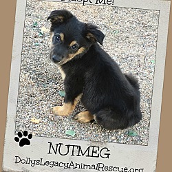 Thumbnail photo of NUTMEG #1
