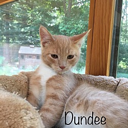Thumbnail photo of Dundee #1