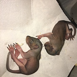 Thumbnail photo of Chip and Dale 2 Baby Squirrels #3