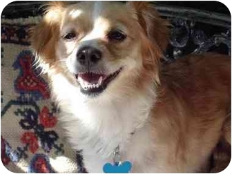 long haired italian greyhound