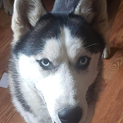 Photo of Rambo