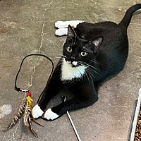 adopt a pet