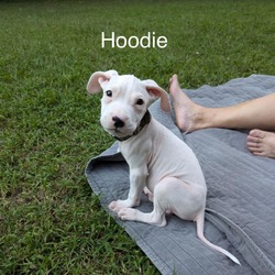 Thumbnail photo of Hoodie #2