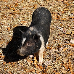 Thumbnail photo of Miss Piggy #3