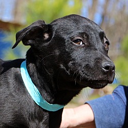 Thumbnail photo of Ruthie~adopted! #2