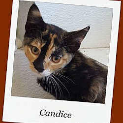 Thumbnail photo of Candice #1