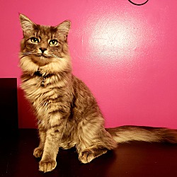 Photo of Smokey (Pending Adoption)