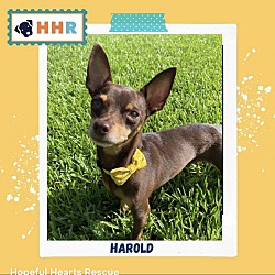 Thumbnail photo of Harold #1