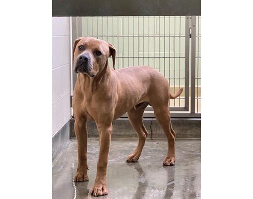 Upland, CA - American Bulldog/Rhodesian Ridgeback. Meet SCOOBY a Pet ...