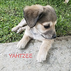 Thumbnail photo of Yahtzee #2
