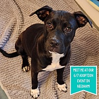 adopt a pet