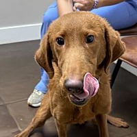 adopt a pet