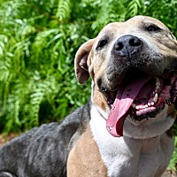adopt a pet