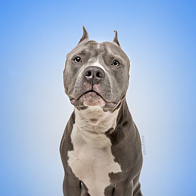 harrisburg pa pit bull terrier meet