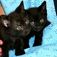 Westfield Homeless Cat Project In Westfield Massachusetts