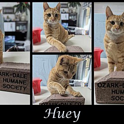 Thumbnail photo of Huey #2