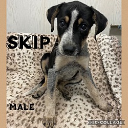 Photo of Skip Adoption Pending